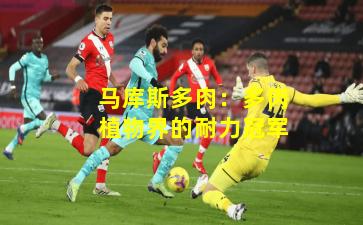 马库斯多肉:多肉植物界的耐力冠军